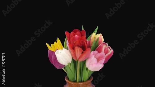 Time-lapse of opening mixed tulips 5a1 in PNG+ format with ALPHA transparency channel isolated on black background
 photo