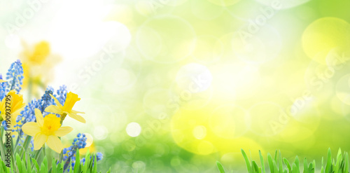 Stampa su tela Spring bluebells and daffodils