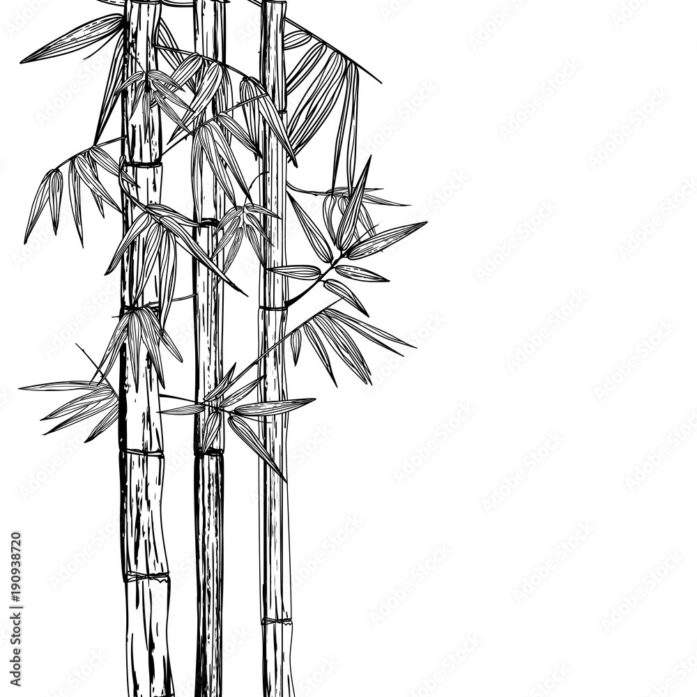 Fototapeta premium Vector isolated hand drawn illustration of bamboo plant. Black and white background. Design for print, asian spa and massage, cosmetics package, furniture materials.