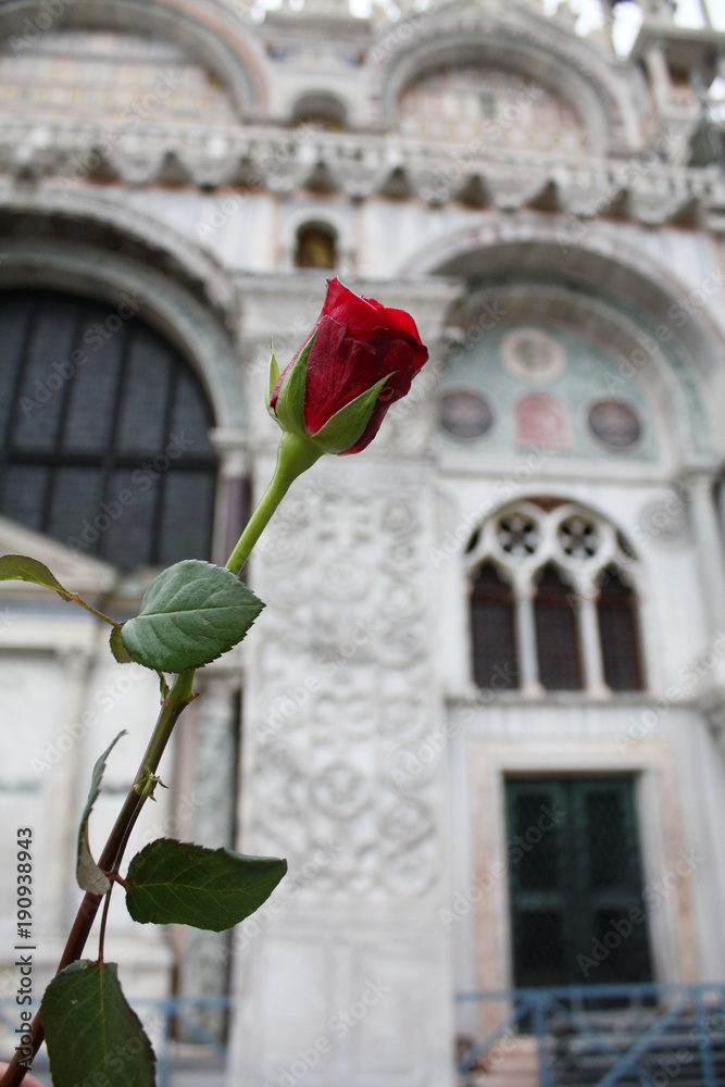 rose in Venice