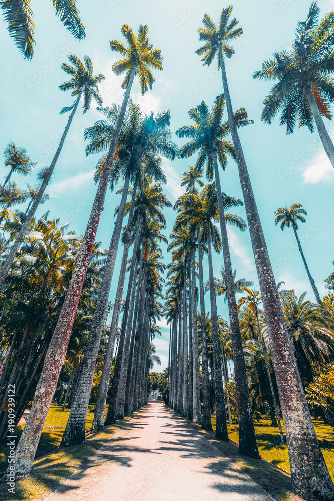 Obraz premium Wide-angle view from bottom of alley with stunning giant Roystonea oleracea palm trees surrounded by lawns located in Jardim Botanico botanic garden in Rio de Janeiro, Brazil; summer day, no people