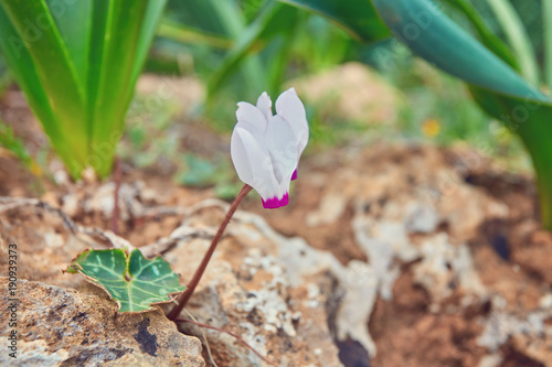 Wild pink cyclamen flowers photo