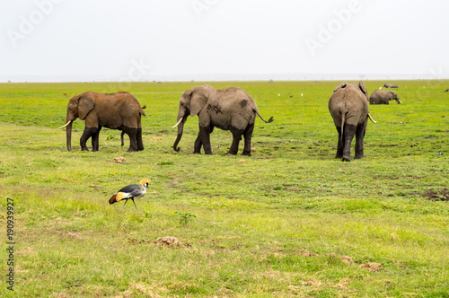 Three elephants with a Royal Crane in foreground in the savannah of Amboseli Park in Kenya