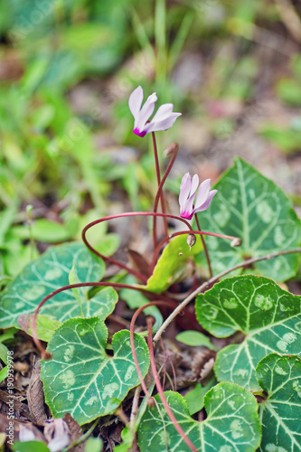 Wild pink cyclamen flowers photo