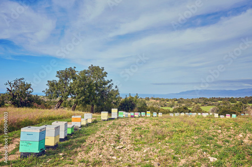 lines of beehives in Cyprus