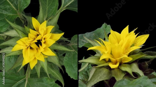 Time-lapse of blooming sunflower 3d1 in PNG+ format with ALPHA transparency channel isolated on black background, shot with 2 synchronized cameras positioned in 90 degrees photo