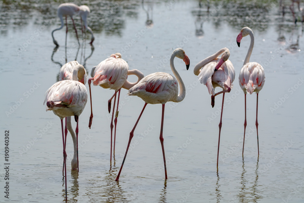 Fototapeta premium Grupa duże różowe ptaki flamingo w parku narodowym Camargue we Francji