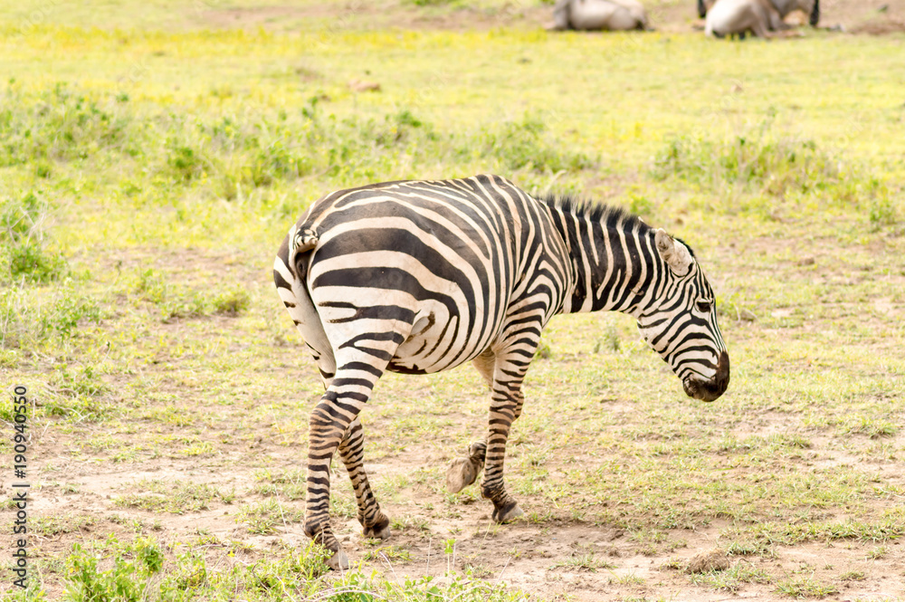 Zebra with cut tail having difficulty chasing flies and mosquitoes in Amboseli Park in Kenya Zebra with cut tail having difficulty chasing flies and mosquitoes in Amboseli Park in Kenya