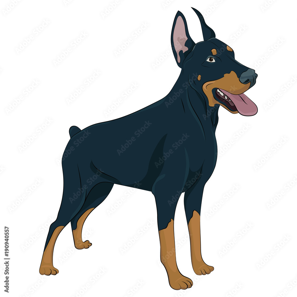 Doberman Dog Stand Isolated White Background Side View Stock Photo