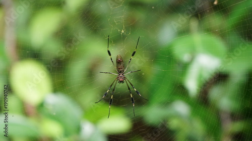 Golden Orb Web Spider on Web with Trees in Background © ErenMotion