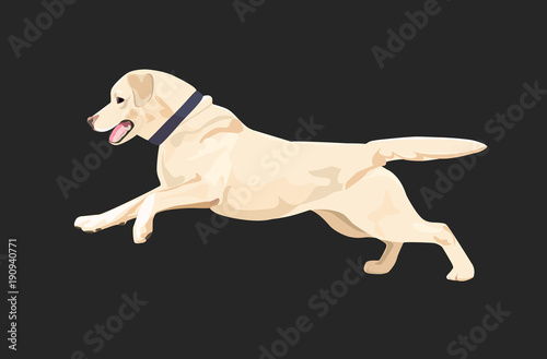 Labrador dog is running happily. Labrador retriever with collar isolated on dark background.