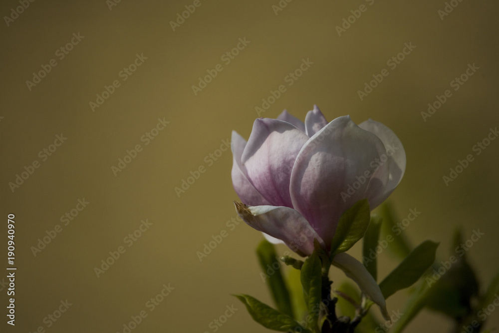 beautiful spring delicate magnolia blossom on tree branches beautiful spring delicate magnolia blossom on tree branches