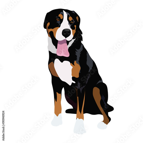 Swiss mountain dog sitting isolated on white background. Purebred black tricolor dog panting. Beautiful swiss breed for your design.