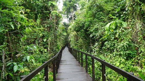 Bridge in the jungle of the national park of Cahuita  Caribbean  Costa Rica