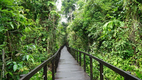 Fototapeta Naklejka Na Ścianę i Meble -  Bridge in the jungle of the national park of Cahuita, Caribbean, Costa Rica