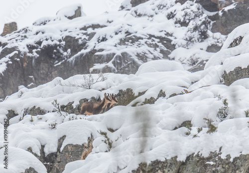 chamois in the snow in the mountains of Asturias, after the intense snowfall of these days ..