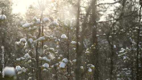 Snowfall in the forest, sunlight, backlight, slow motion