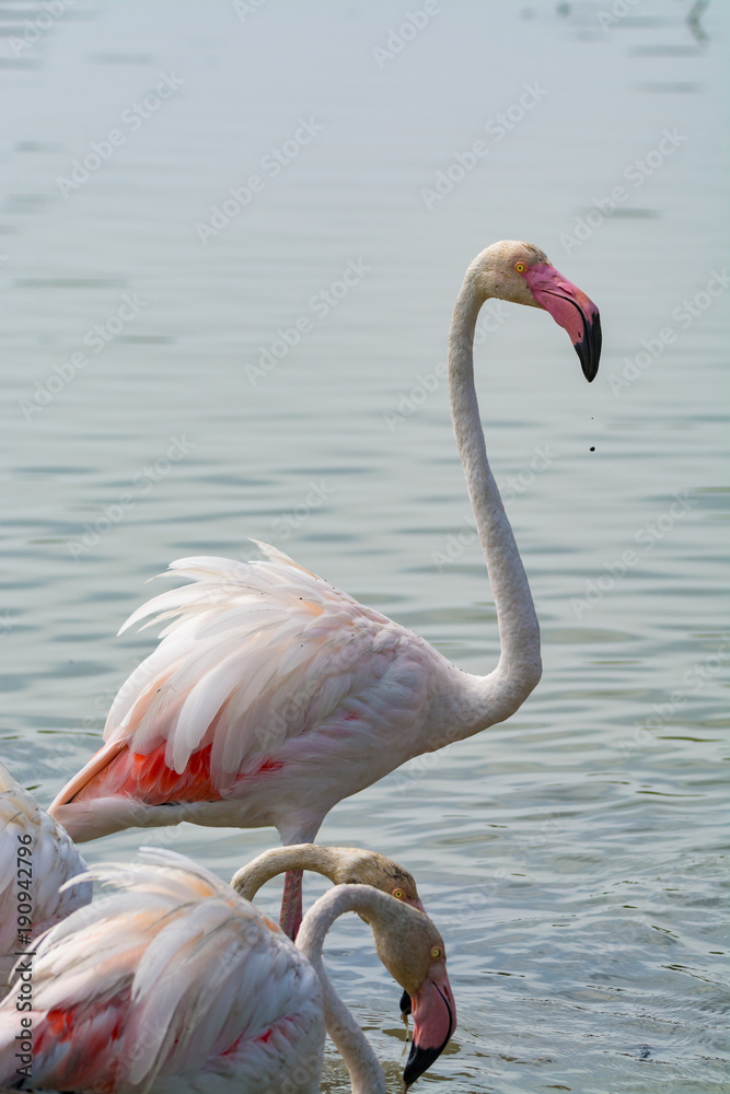 Wild birds big pink flamingo in national park, Provence, France