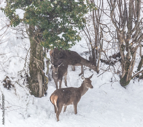 deer in the snow in the mountains of Asturias  after the intense snowfall of these days ...