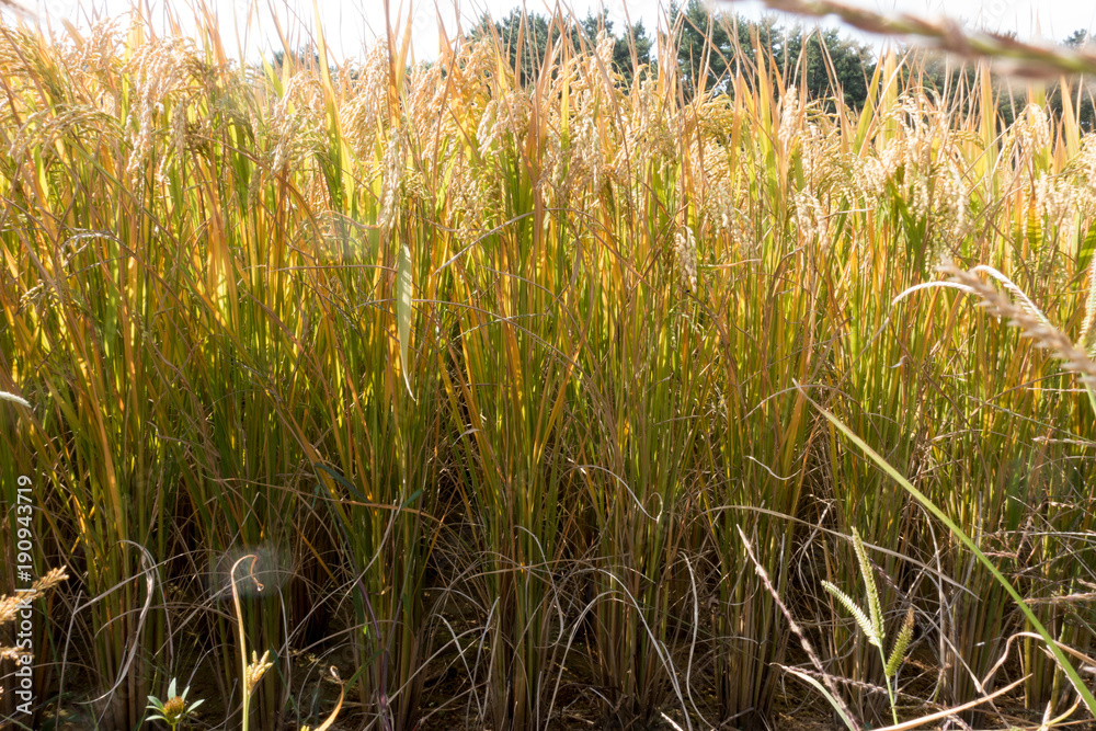Reispflanzen auf einem Reisfeld, Trockenanbau