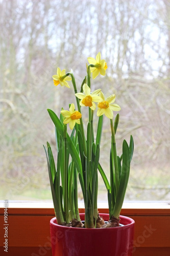 Fototapeta Naklejka Na Ścianę i Meble -  yellow daffodils in a pot on a window sill
