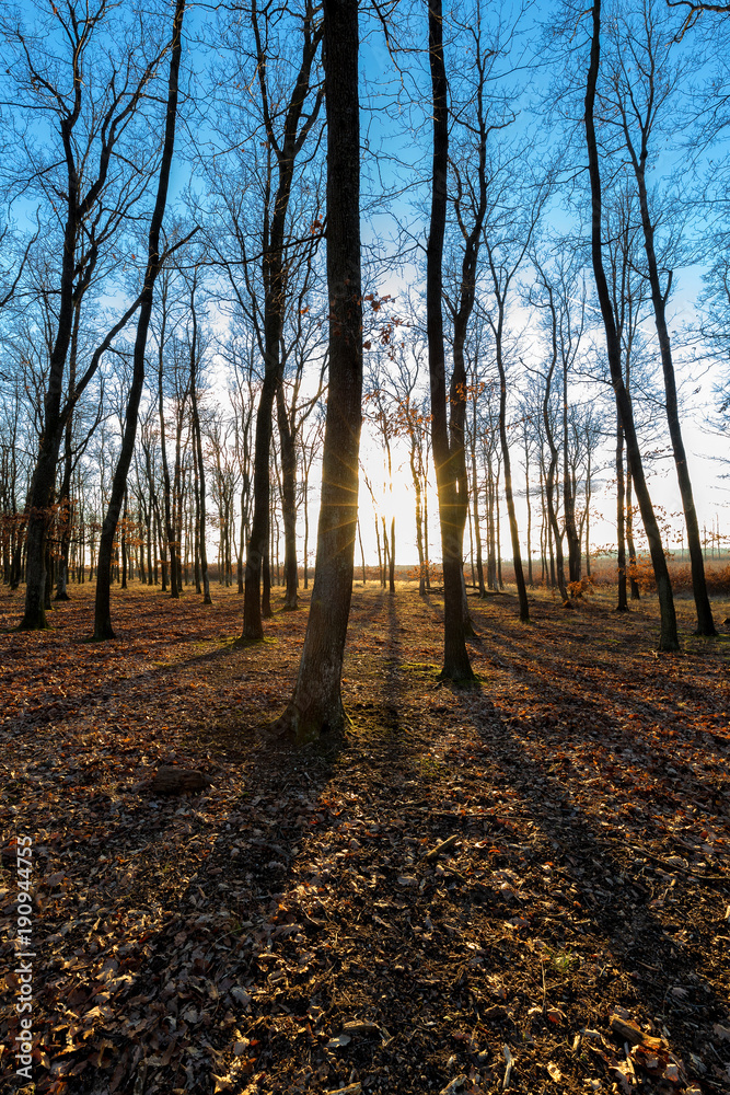 Fototapeta premium Nice sunny autumn forest in sunset light