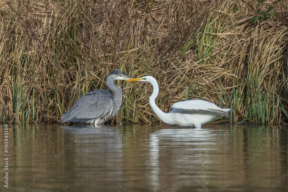 Naklejka premium reiher