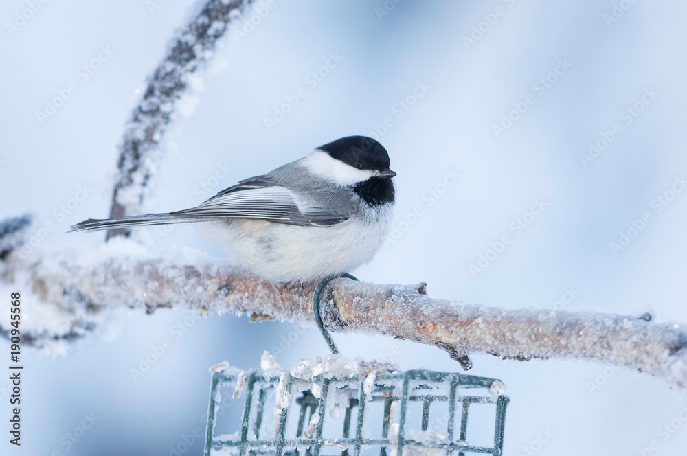 Fototapeta premium Black-capped Chickadee at -18 Temperature in Alaska