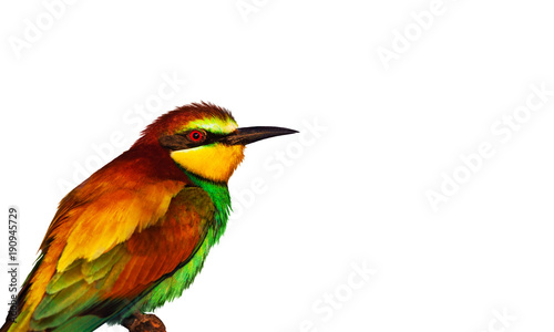 colorful wild bird isolated on white background