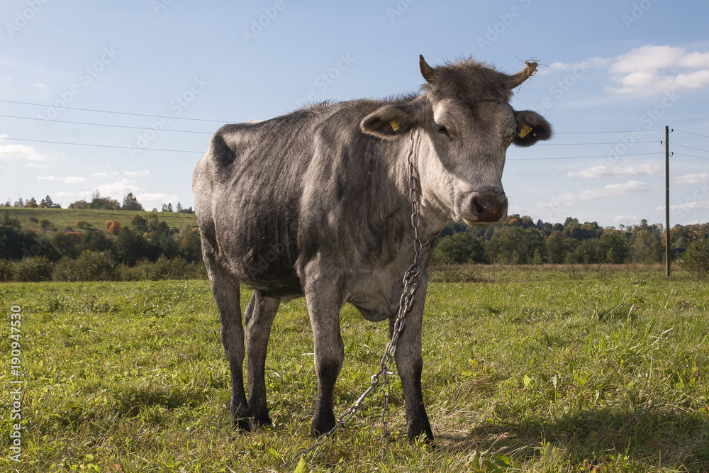 Fototapeta premium Unique Looking cow Breeds. Blue Cow