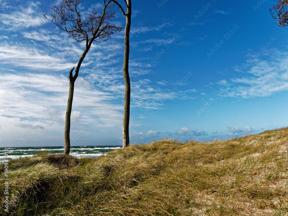 Darßer Weststrand, Nationalpark Vorpommersche Boddenlandschaft, Mecklenburg Vorpommern, Deutschland Darßer Weststrand, Nationalpark Vorpommersche Boddenlandschaft, Mecklenburg Vorpommern, Deutschland