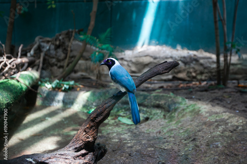 Blue bird in the Museum of Science Barcelona