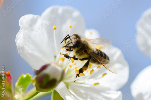 Bee collects pollen and nectar on cherries tree