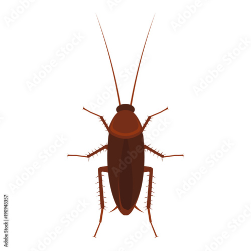 Cockroach. Vector. Isolated,