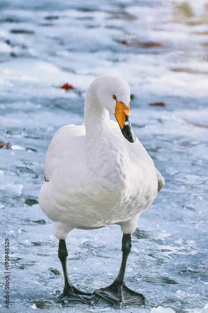 Naklejka premium Swan on Ice