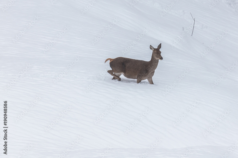 deer in the snow in the mountains of Asturias, after the intense snowfall of these days ... deer in the snow in the mountains of Asturias, after the intense snowfall of these days ...
