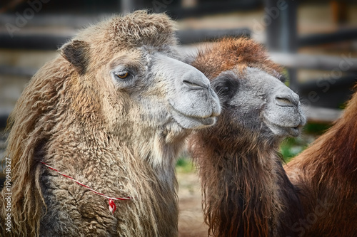Obraz na plátně Portrait of Camel