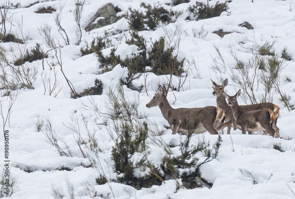 deer in the snow in the mountains of Asturias, after the intense snowfall of these days ... deer in the snow in the mountains of Asturias, after the intense snowfall of these days ...