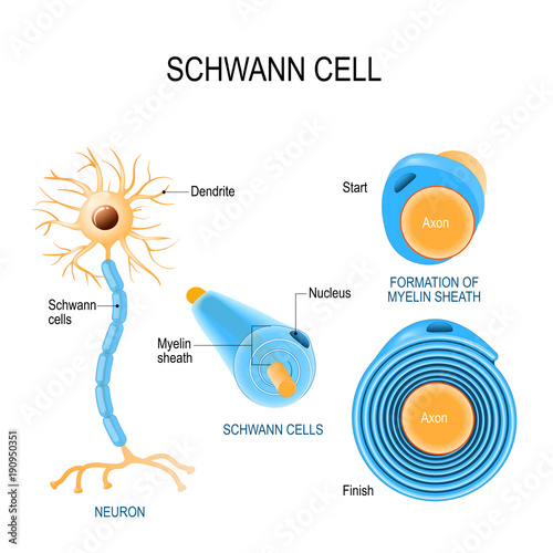 Schwann cells. Structure of neurolemmocytes.
