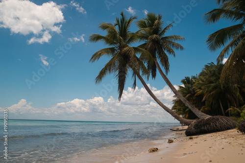Coconut palms on the ocean shore.