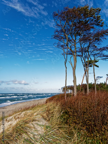 Darßer Weststrand, Nationalpark Vorpommersche Boddenlandschaft, Mecklenburg Vorpommern, Deutschland photo