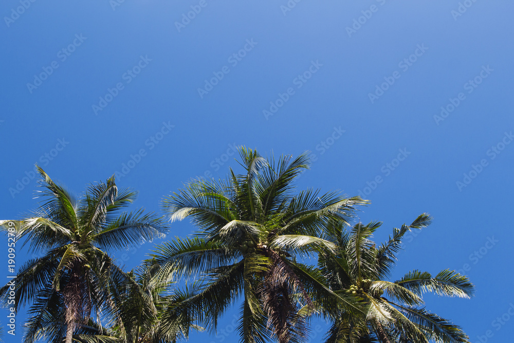 Coco palm tree tropical landscape. Tropical holiday hot day photo.