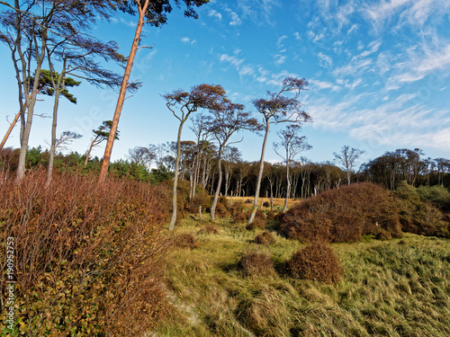 Darßer Weststrand, Nationalpark Vorpommersche Boddenlandschaft, Mecklenburg Vorpommern, Deutschland photo