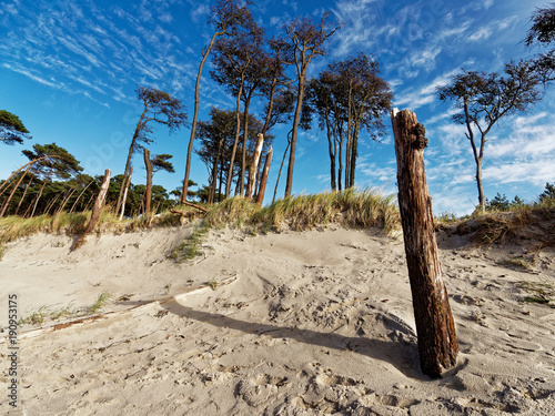 Darßer Weststrand, Nationalpark Vorpommersche Boddenlandschaft, Mecklenburg Vorpommern, Deutschland photo