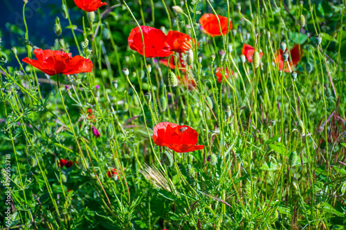 Bright poppies grow on a mountain meadow.