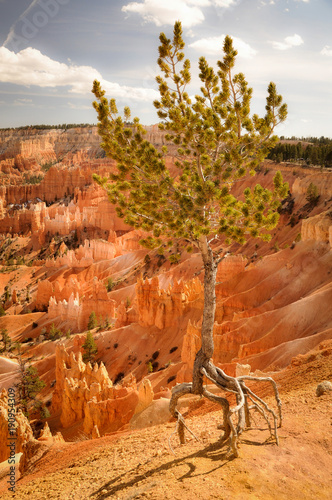 Single Quirky Tree in Bryce Canyon Park