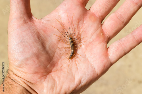 The Flycatcher. Scutigera Coleoptera lies on the person's palm. Centipede flycatcher, insect predator photo