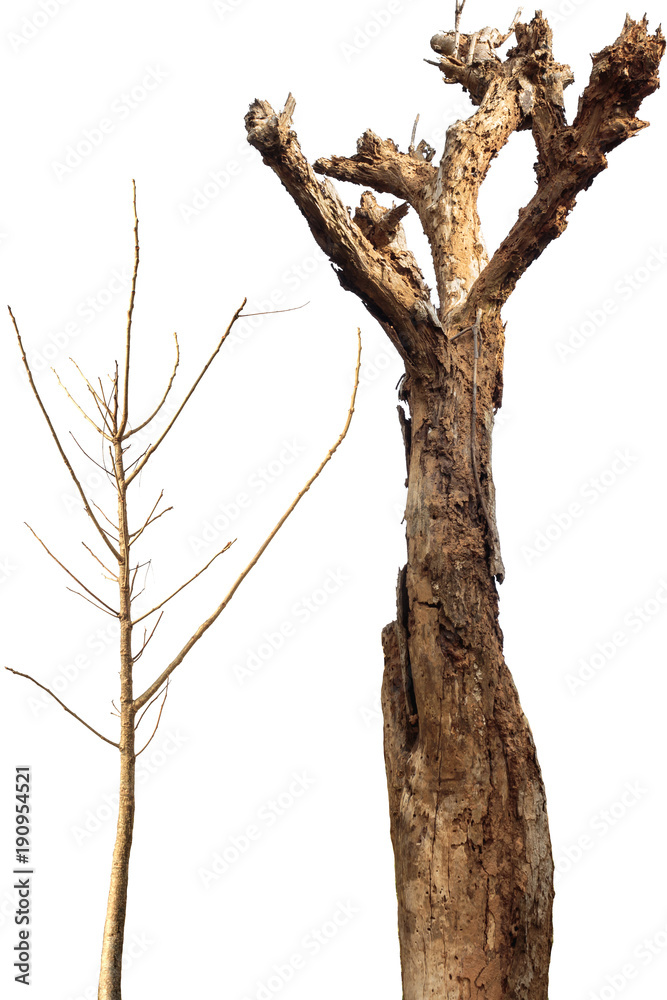Fototapeta premium dead tree with dry branch isolated on white background