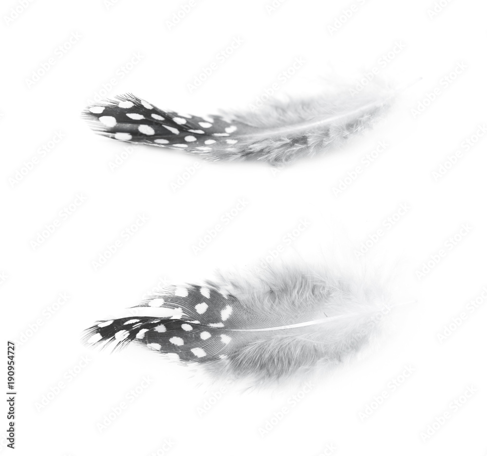 Decorational feather isolated Decorational feather isolated