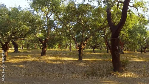 Walking Through Plantation of Cork Oak Trees